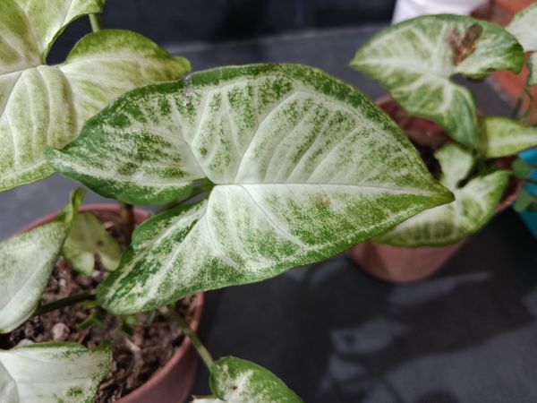 Identificação da planta Singônio por foto