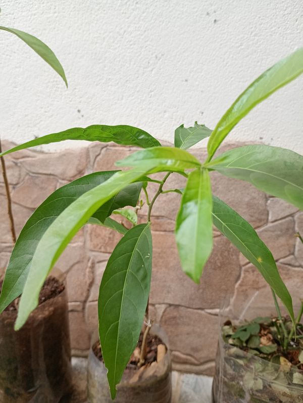 Identificação da planta Dama-da-noite por foto