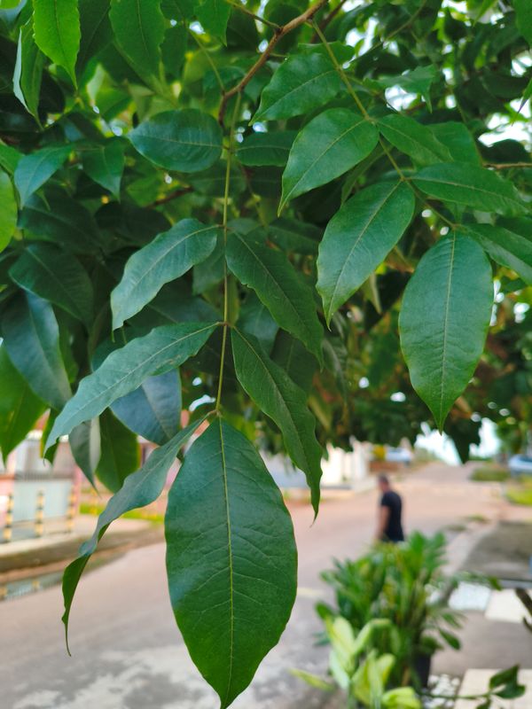 Identificação da planta Angelim-saia por foto