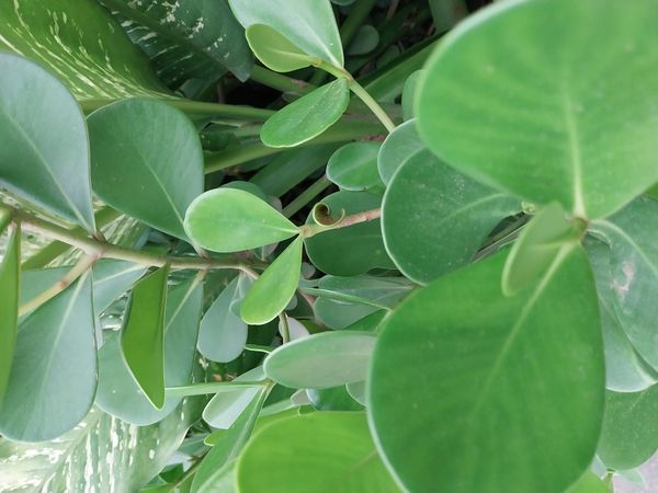 Identificação da planta Abaneiro por foto