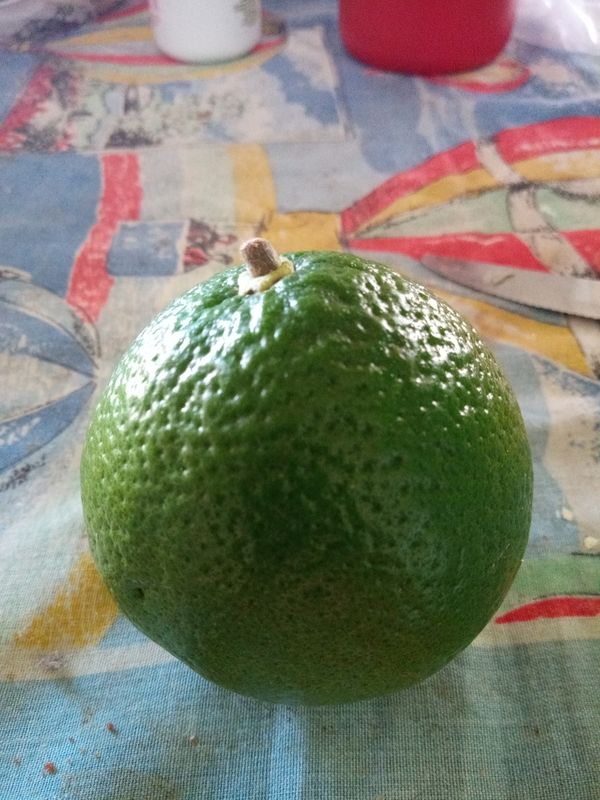 Identificação da planta Tangerina por foto