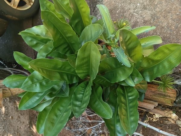 Identificação da planta Lírio-sangue por foto