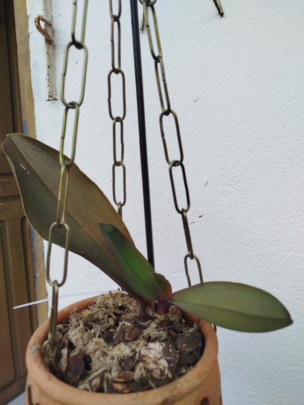 Identificação da planta Orquídea-Phalaenopsis por foto