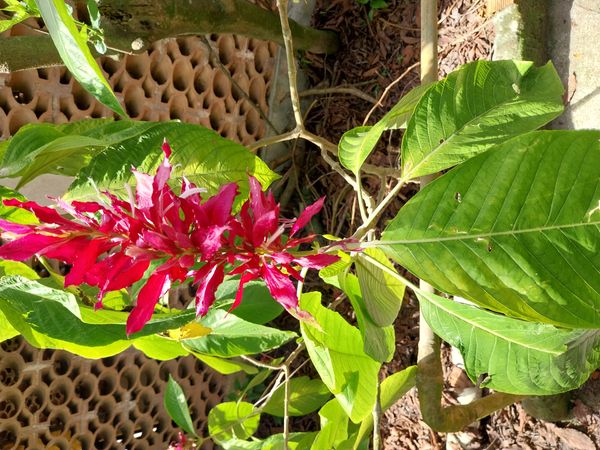 Identificação da planta Camarão-vermelho por foto