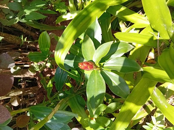 Identificação da planta Cana-do-brejo por foto