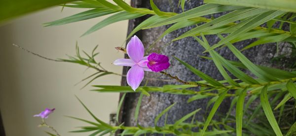 Identificação da planta Orquídea-bambu por foto