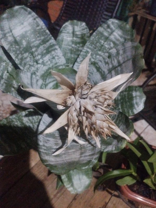 Identificação da planta Bromélia por foto