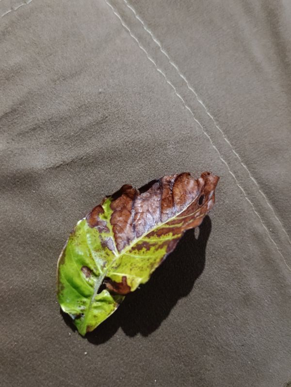 Identificação da planta Café por foto