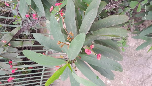 Identificação da planta Coroa-de-Cristo por foto