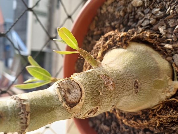 Identificação da planta Rosa do deserto por foto