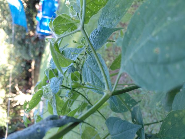 Identificação da planta Pimenta dedo de moça por foto