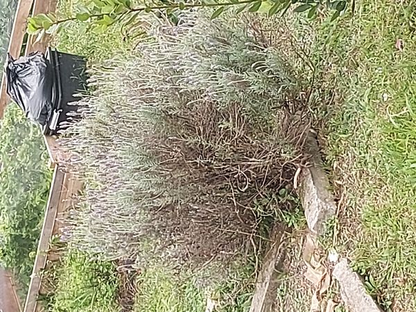 Identificação da planta Lavanda por foto