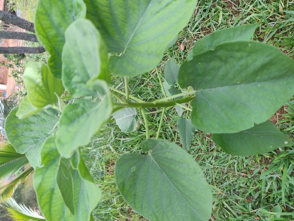 Identificação da planta Canudo-de-pito por foto