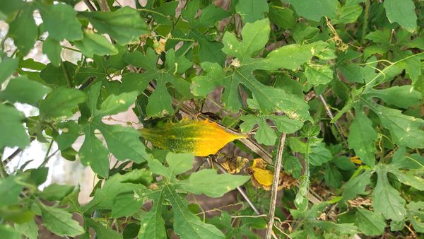 Identificação da planta Melão-de-são-caetano por foto