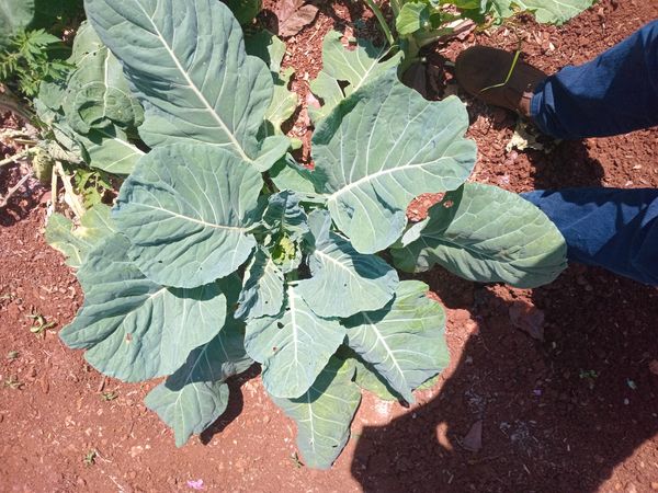 Identificação da planta Couve por foto