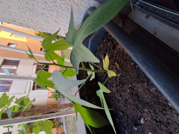 Identificação da planta Batata-doce por foto