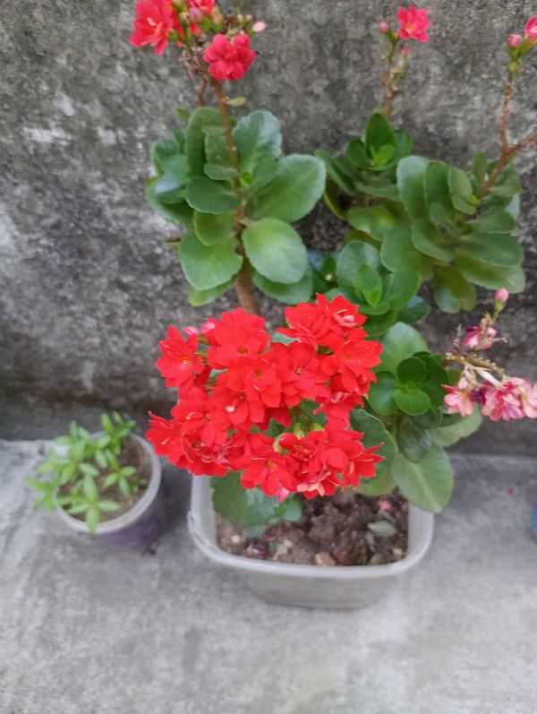Identificação da planta Flor da fortuna por foto