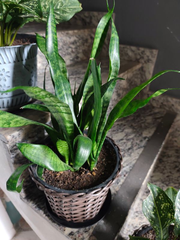 Identificação da planta Espada de São Jorge por foto