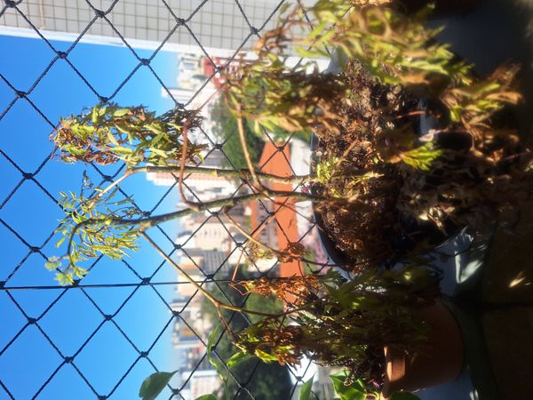 Identificação da planta Bonsai-Havaí por foto