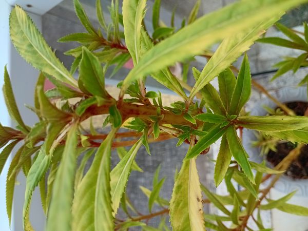 Identificação da planta Maria-sem-vergonha por foto