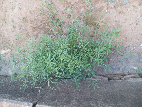 Identificação da planta Peitinho de moça por foto