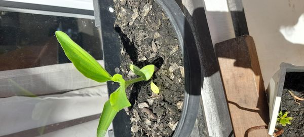 Identificação da planta Trapoeraba por foto