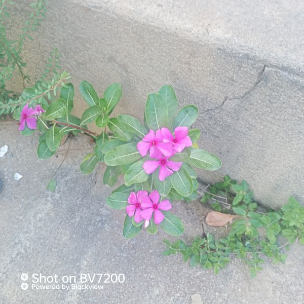 Identificação da planta Vinca por foto