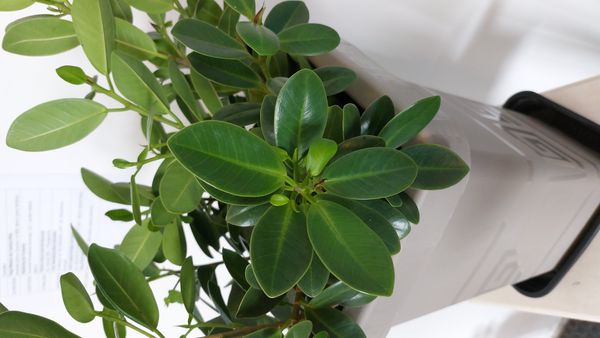 Identificação da planta Figueira asiática ou Figueira lacerdinha por foto
