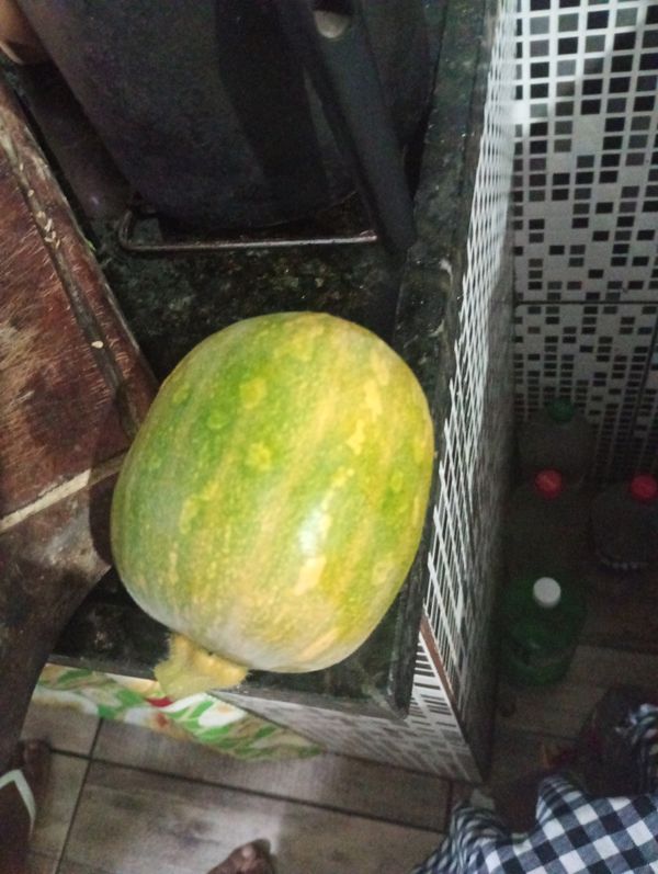 Identificação da planta Abóbora moranga por foto