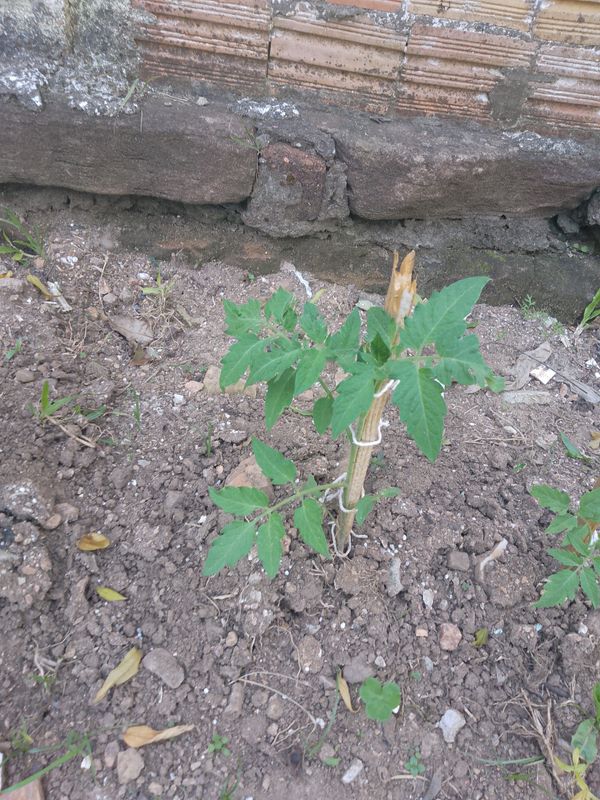 Identificação da planta Tomate por foto
