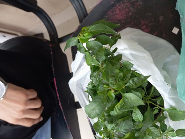 Identificação da planta Malagueta por foto