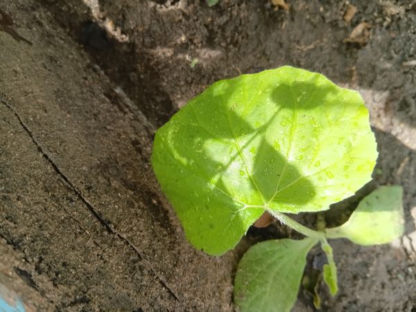 Identificação da planta Cabaça por foto