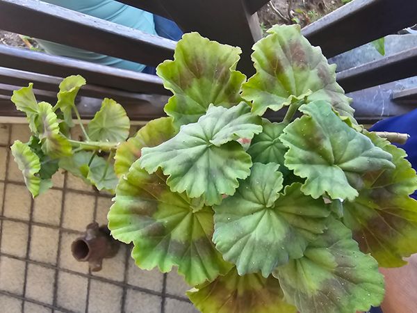 Identificação da planta Gerânio por foto