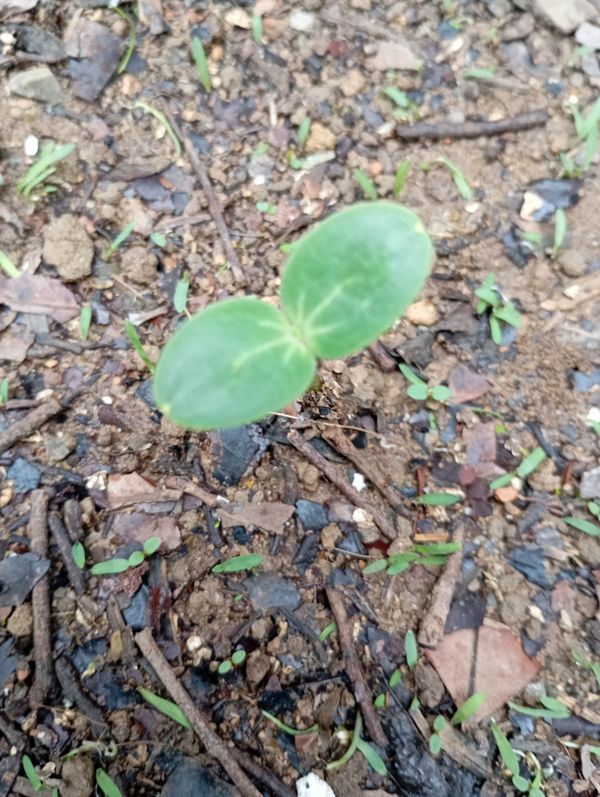 Identificação da planta Pepino por foto