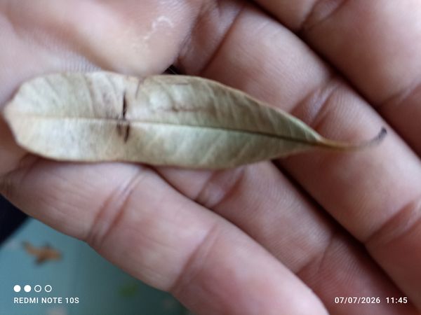 Identificação da planta Guapeva por foto