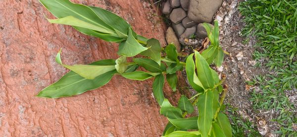 Identificação da planta Lírio-do-brejo por foto