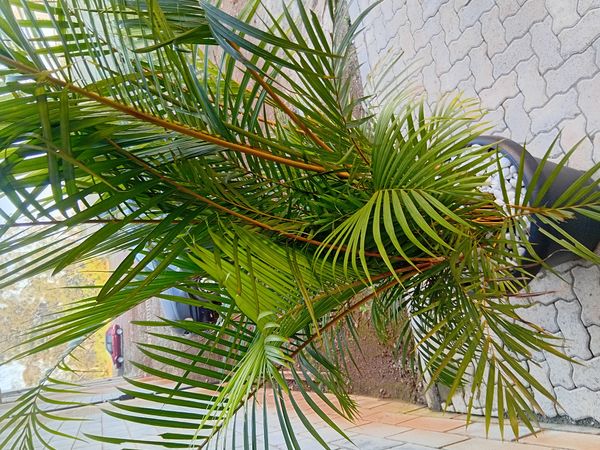 Identificação da planta palmeira-areca por foto