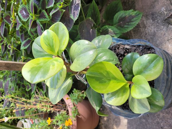 Identificação da planta Peperomia limão por foto