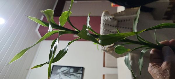 Identificação da planta Bambu da Sorte por foto