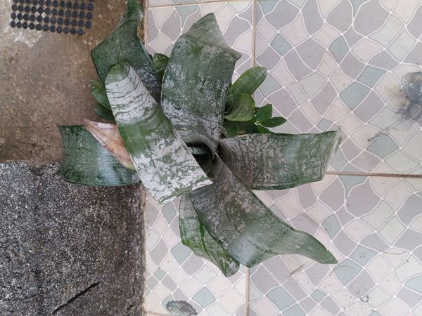 Identificação da planta Bromélia por foto