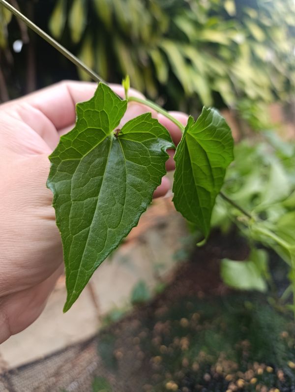 Identificação da planta Serrapilheira por foto