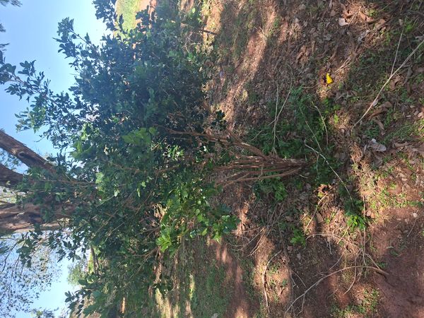 Identificação da planta Camboatã-branco por foto