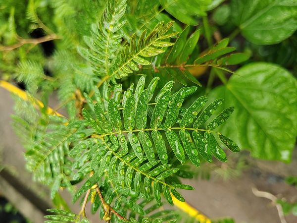 Identificação da planta Esponjinha por foto