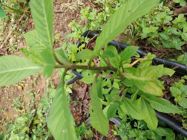 Identificação da planta Peixinho por foto