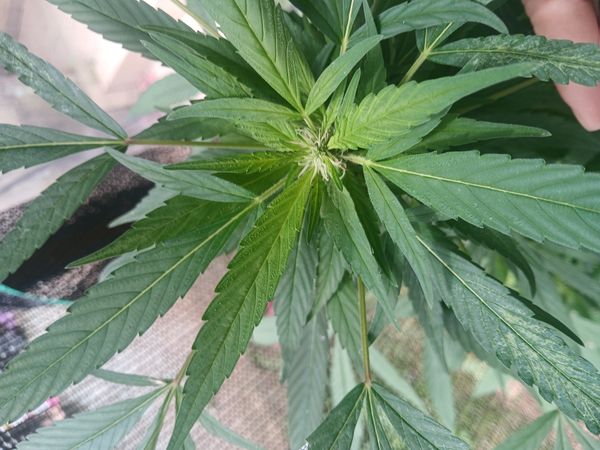 Identificação da planta Maconha por foto