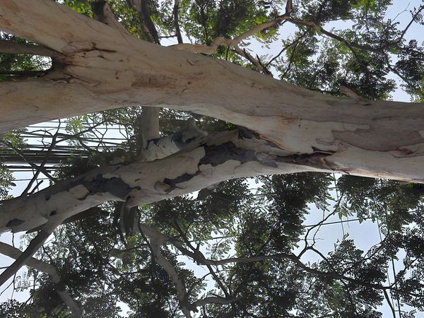 Identificação da planta Jucá por foto