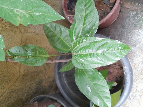 Identificação da planta Maracujá por foto