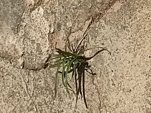 Identificação da planta Capim-pé-de-galinha por foto