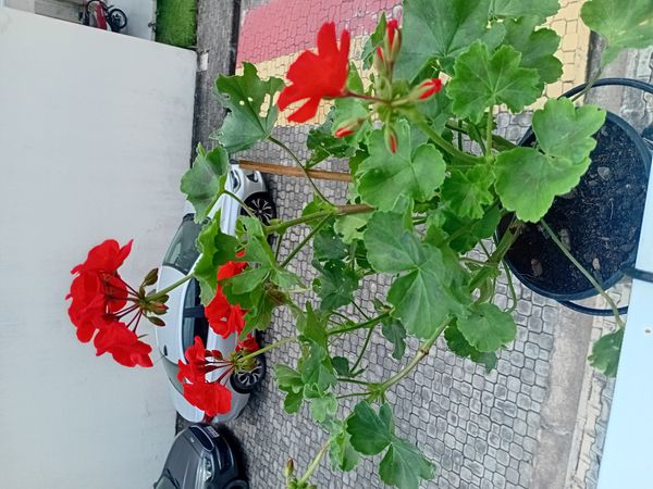 Identificação da planta Gerânio por foto