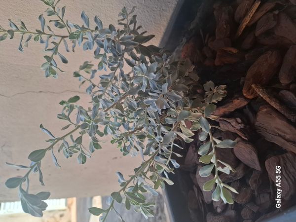 Identificação da planta Sálvia-do-Texas por foto